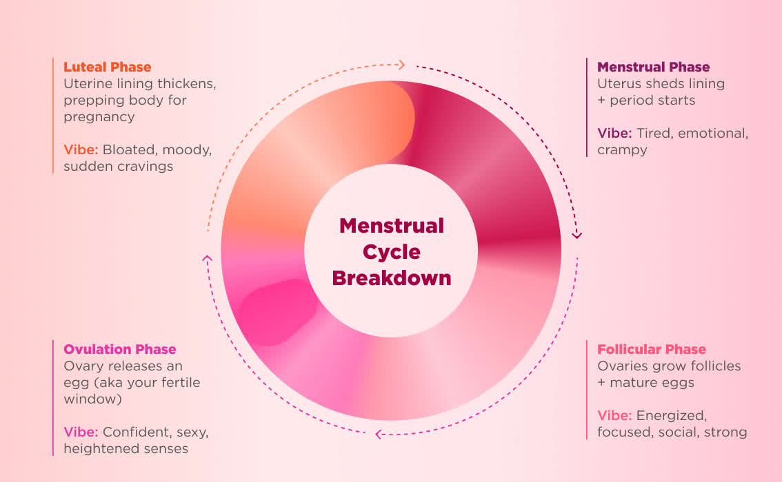 Menstrual Cycle breakdown chart