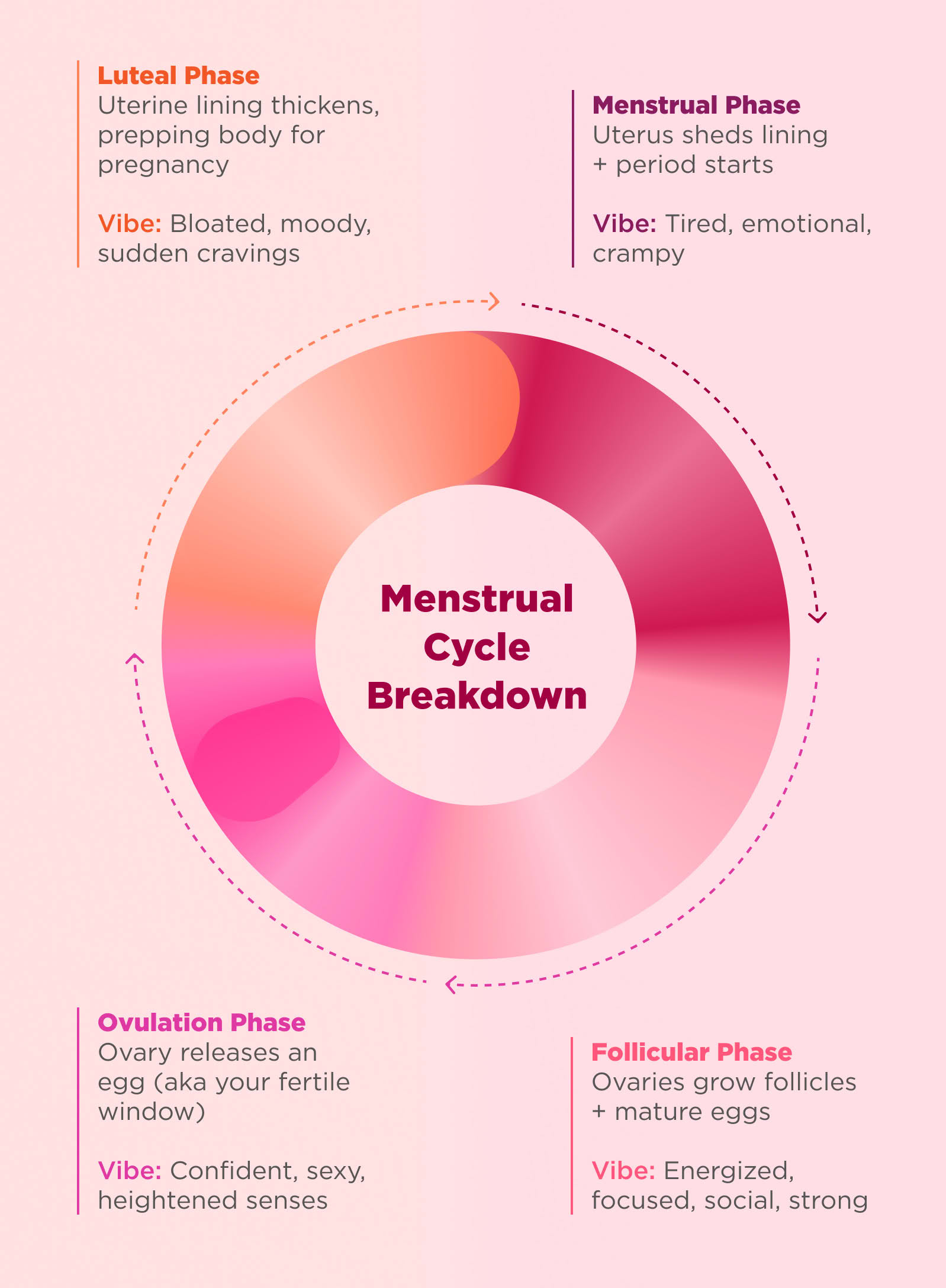 Menstrual Cycle breakdown chart