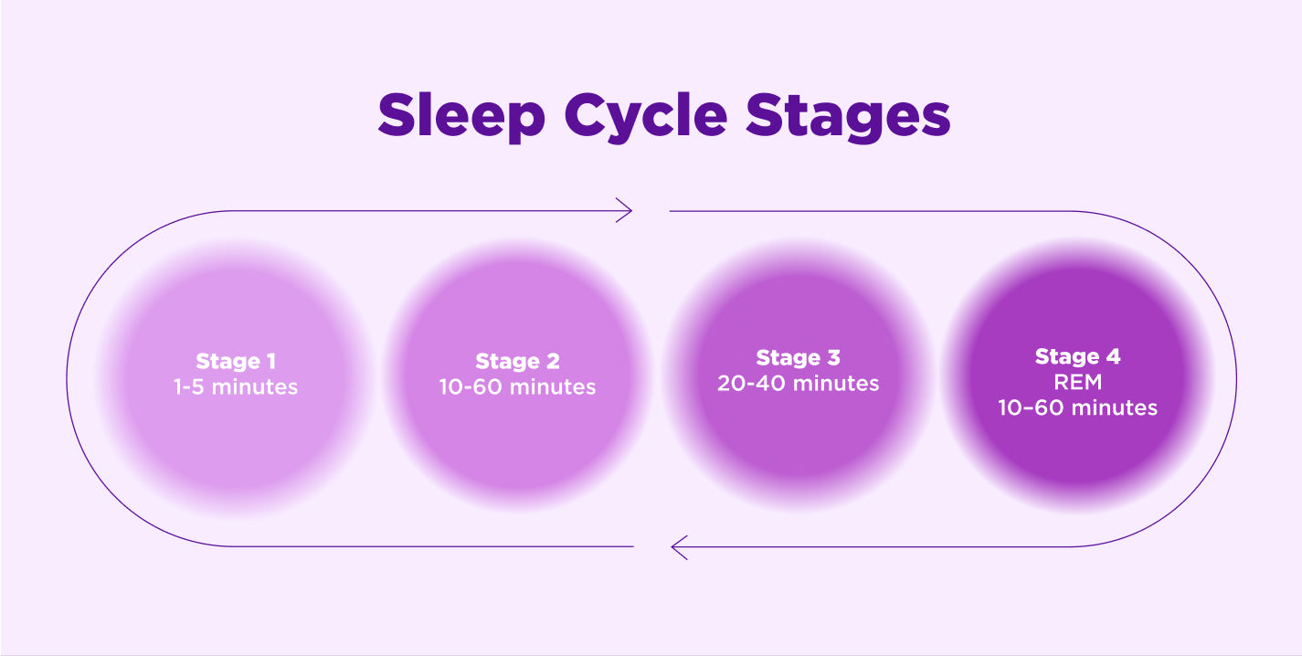 Sleep Cycle stages. Stage 1 is 1-5 minutes, Stage 2 is 10-60 minutes, Stage 3 20-40 minutes, and Stage 4 REM is 10-60 minutes